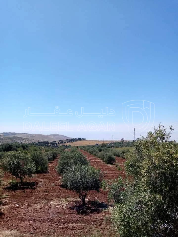 أرض في مادبا - الفيصلية  - 119,000 دأ - صورة 1